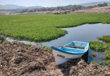 San Miguel de Allende: Allende Dam Will Continue to Face Water Hyacinths Due to Pollution from the Laja River