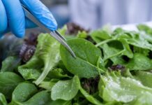 Mexico has denied responsibility in the nationwide outbreak of a parasitic infection linked to lettuce